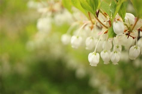 銅樹開花|ドウダンツツジの育て方｜植え替えや肥料の時期は？ 